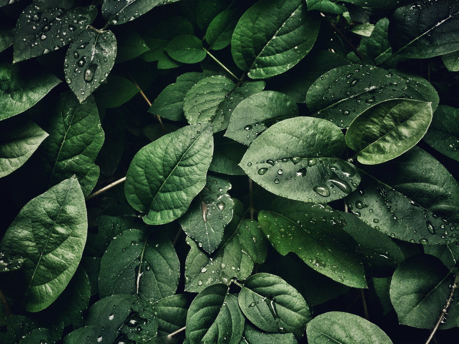 background picture